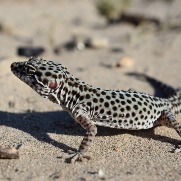 Dalmatinergecko Dalmatinergecko