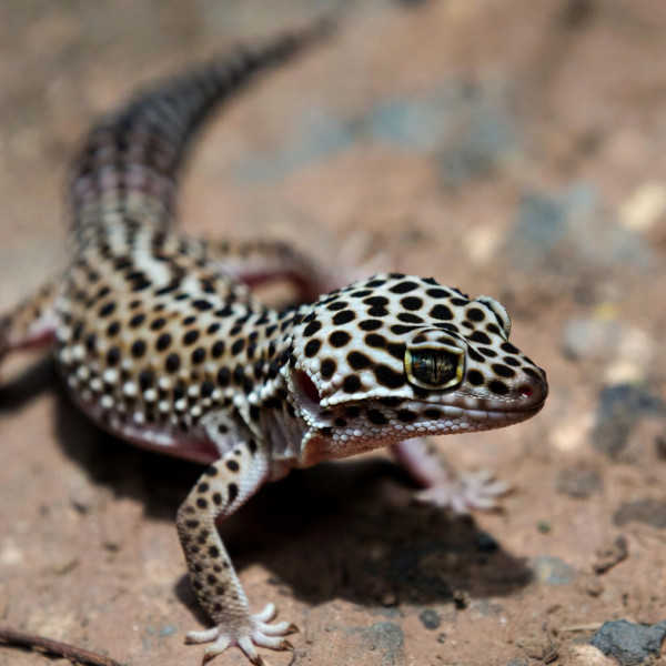 Leopardgeckos 