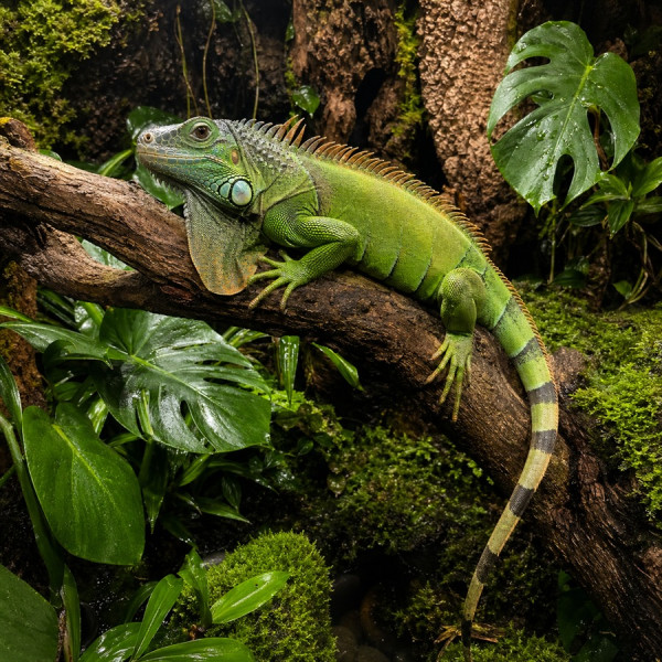 Grüner Leguan