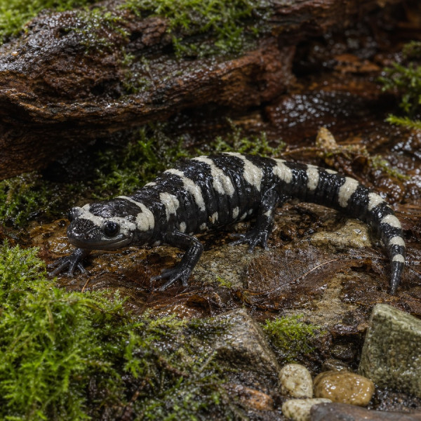 Marmorsalamander