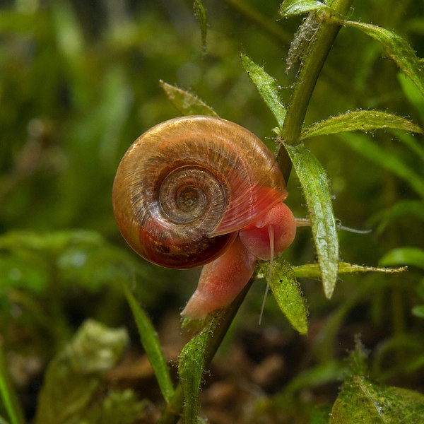 Posthornschnecke 