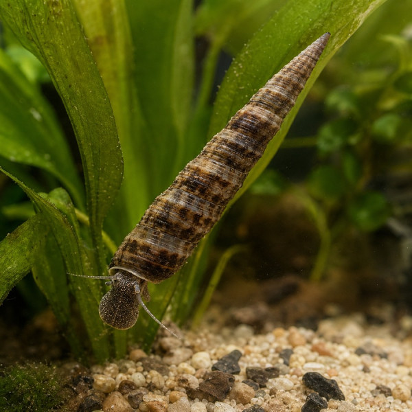 Spitzschlammschnecke 