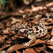 Panthergecko