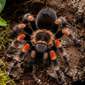 Mexikanische Rotknie-Vogelspinne