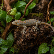 Geckos