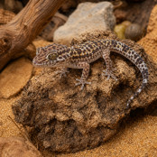 Bibron-Gecko