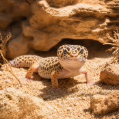 Wüstengecko 