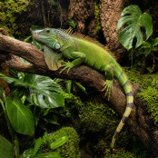 Grüner Leguan
