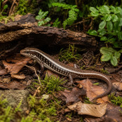 Waldskink