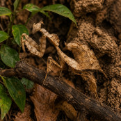 Geistermantis 