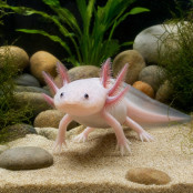 Axolotl 