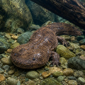 Japanischer Riesensalamander