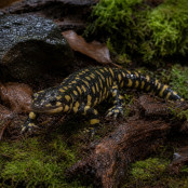 Tigersalamander 
