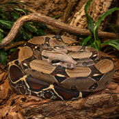 Boa constrictor