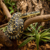 Teppichpython