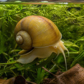 Apfelschnecken 