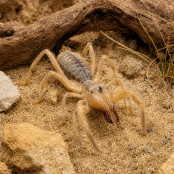 Asiatischer Walzenskorpion