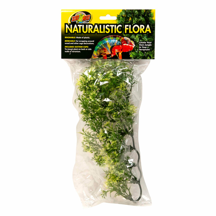 Natural Bush Australian Maple Terrarienpflanzen in drei Größen