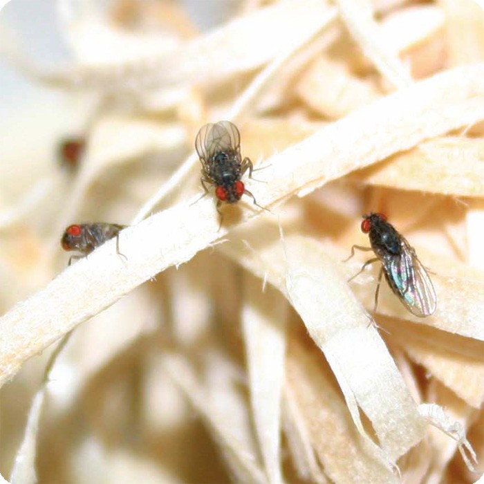 Fruchtfliegen braun in 500 ml Dose Zuchtansatz Drosophila melanog
