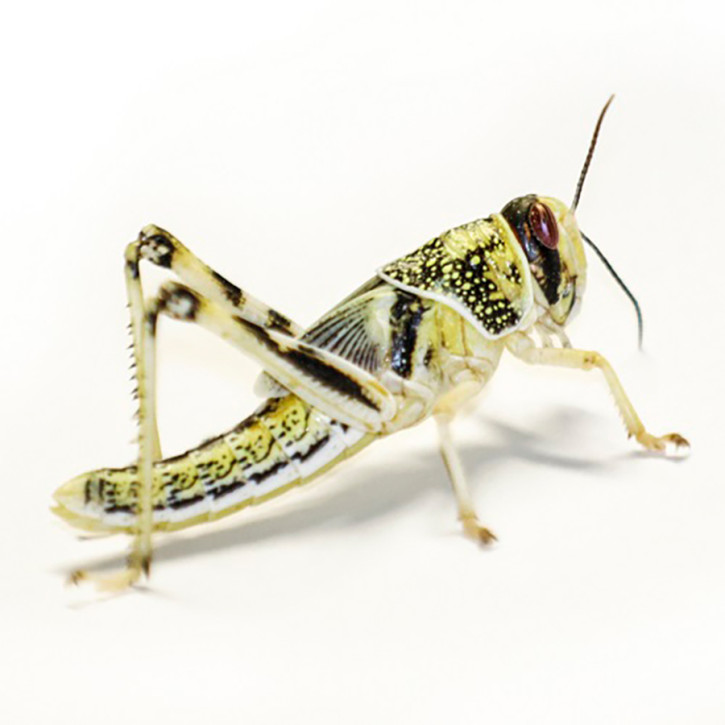 Dragon Wüstenheuschrecken klein mittel 14–16 Stück Futterinsekten