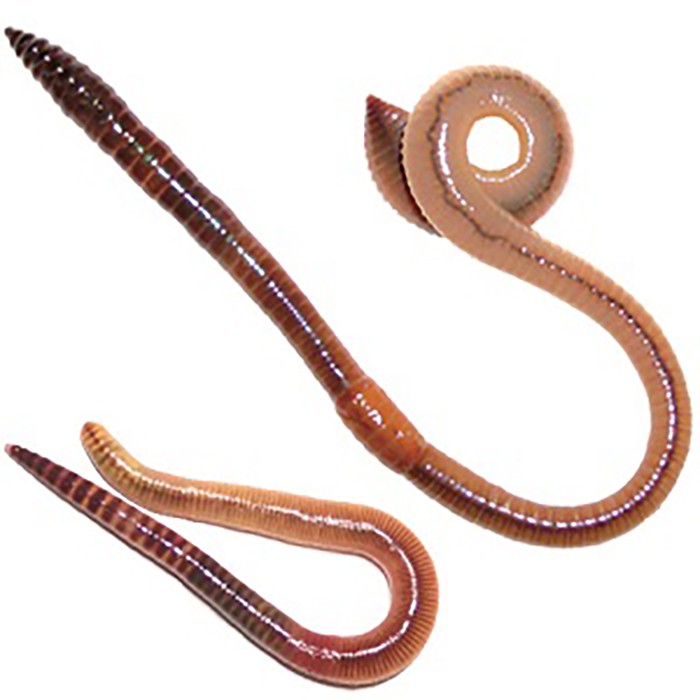 Dragon Würmer: Proteinreiche Futterquelle für Reptilien, Amphibien und Angler!