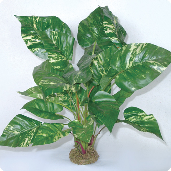 Realistische Terrarienpflanze - Dragon Pothos mit Moosfuß - 45 cm