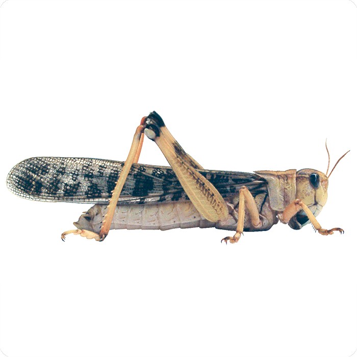 Wanderheuschrecken in 5 versch. Größen Locusta migratoria Futterinsekten