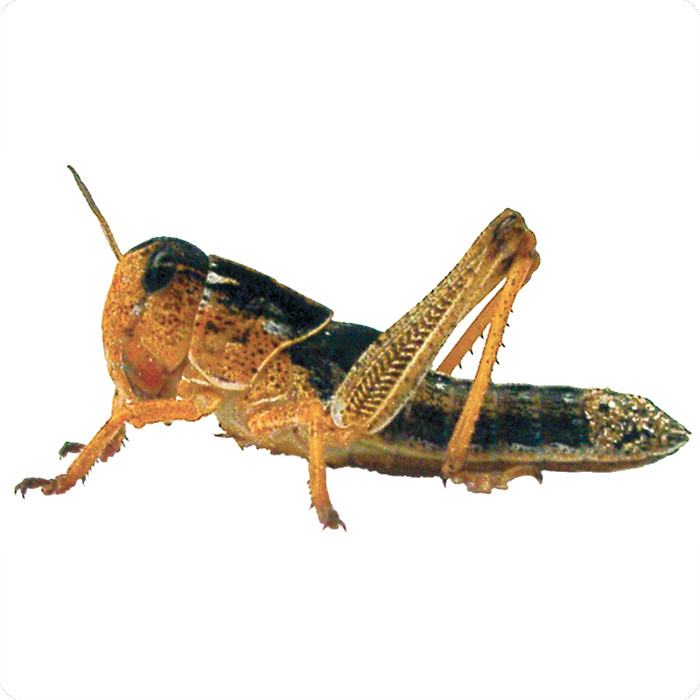 DRAGON Wanderheuschrecken: Lebendfutter für Reptilien