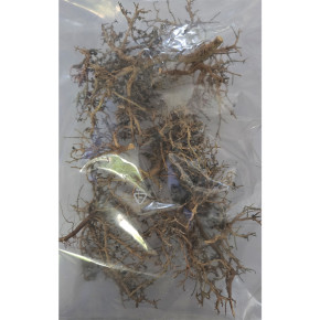 Dragon Outback Busch – Natürliche Dekoration für Wüstenterrarien - Natur