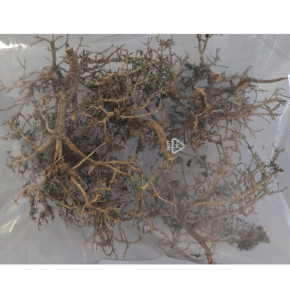 Dragon Outback Busch – Natürliche Dekoration für Wüstenterrarien - Natur