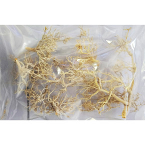 Dragon Outback Busch – Natürliche Deko für Wüstenterrarien - Ghost