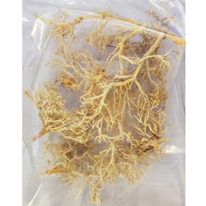 Dragon Outback Busch – Natürliche Deko für Wüstenterrarien - Ghost