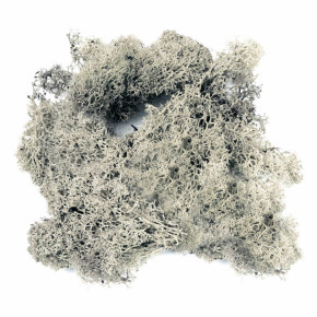 Dragon Island Moos – Natürliches Moos für Terrarien