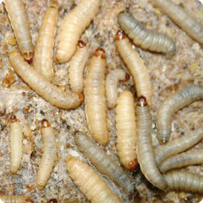 Wachsmottenlarven – 40 Stk. proteinreiches Futter für Reptilien