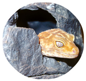 Dragon Repti Shelter ca. 17×14×15 cm – Wet Box & Versteck für Reptilien