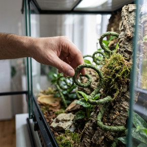 Dragon Liane 150 cm biegsam olivgrün für Terrarien
