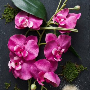 Dragon Orchideenzweig Bordeaux 80 cm – Terrarium Deko