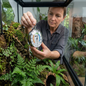 TFA Präzisions-Thermo-Hygrometer – Terrarien Design